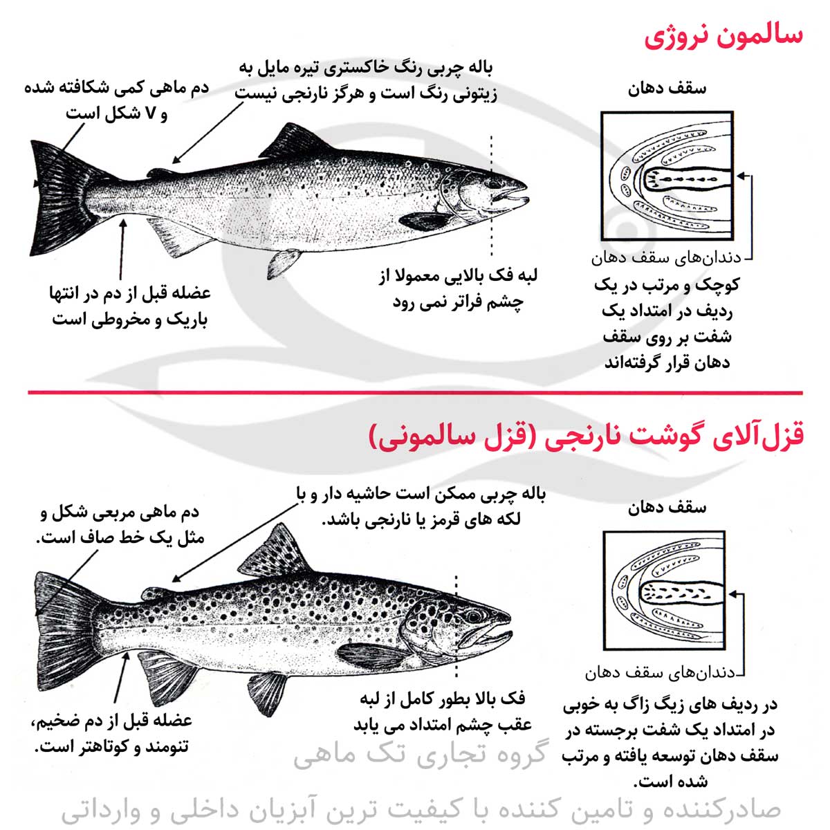 salmon vs brown trout