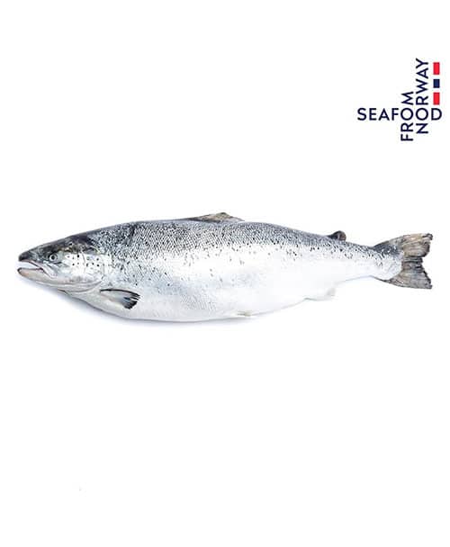fresh norwegian salmon