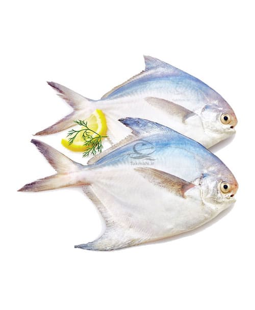 حلوا سفید تک ماهی 1