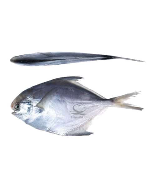 حلوا سفید تک ماهی 2